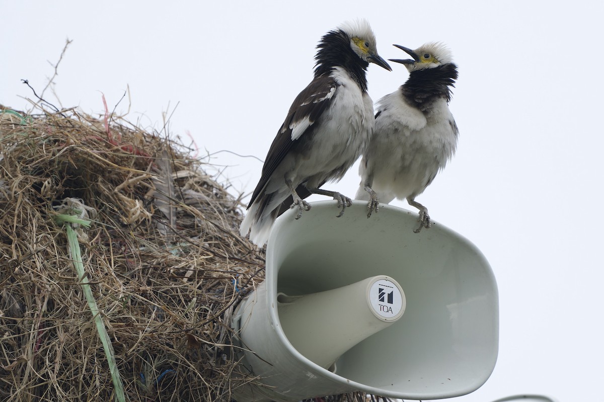 Black-collared Starling - ML620786942