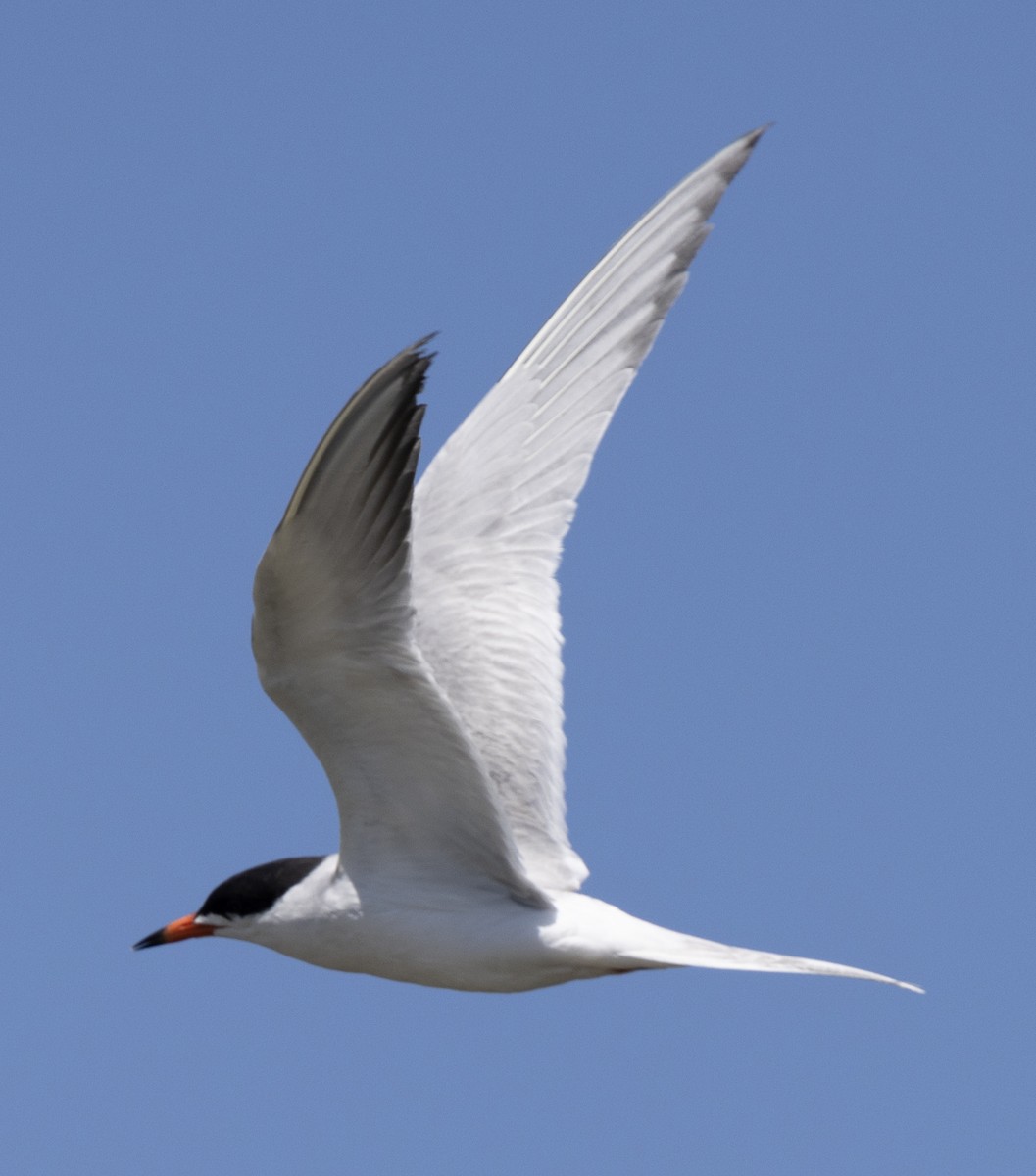 Forster's Tern - ML620786948