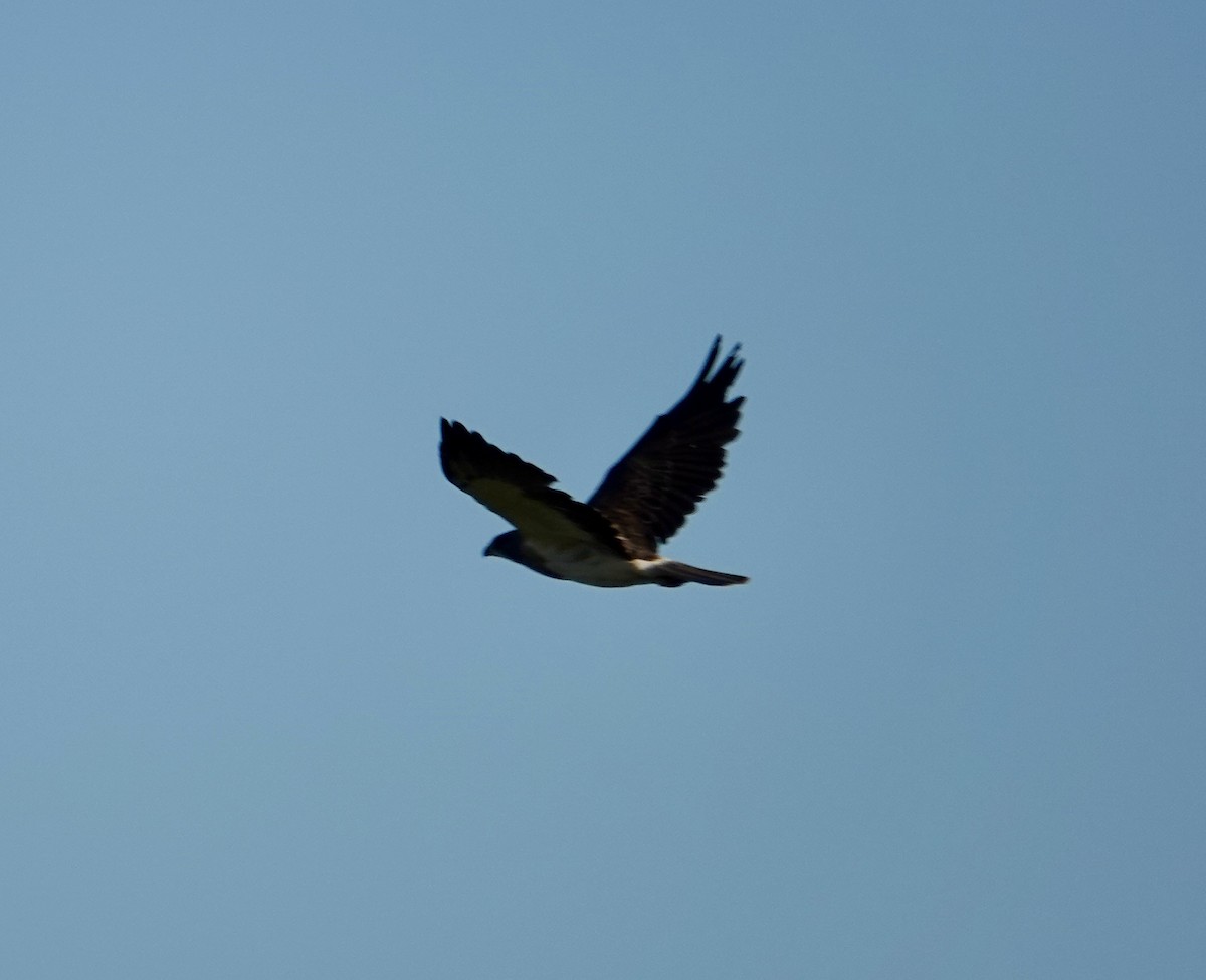 Swainson's Hawk - Holly Key