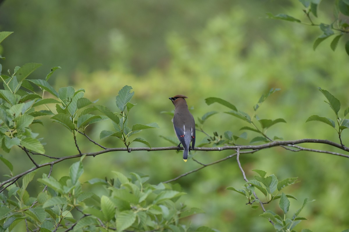 Cedar Waxwing - ML620786954