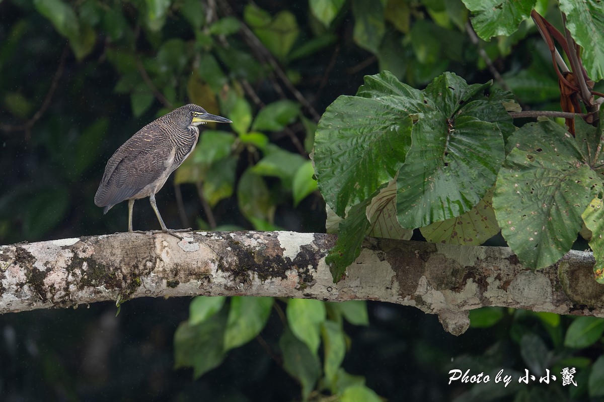 Fasciated Tiger-Heron - ML620786957