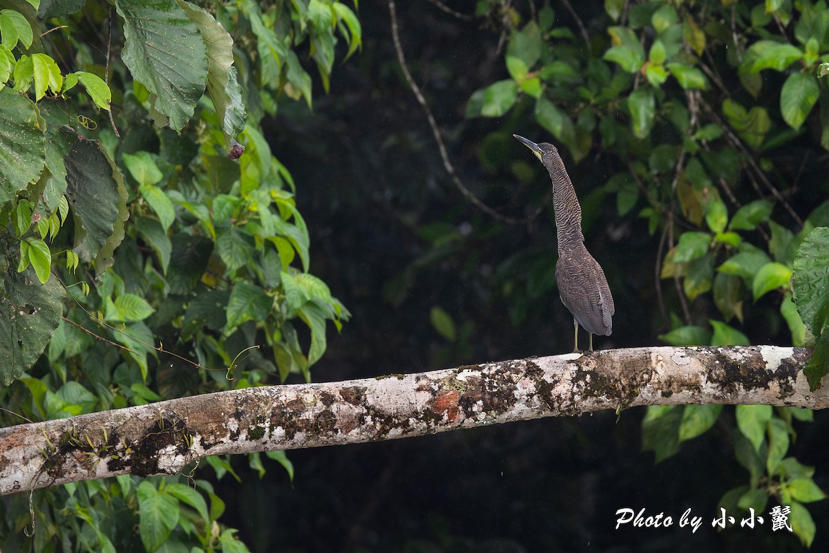 Fasciated Tiger-Heron - ML620786958