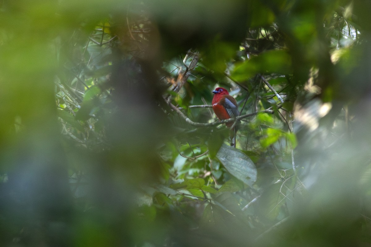 Trogon à tête rouge - ML620786963