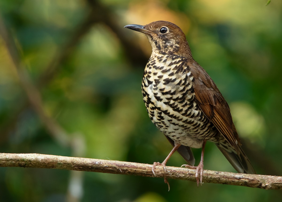 Himalayan Thrush - ML620786979