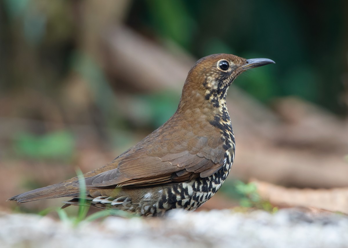 Himalayan Thrush - ML620786981