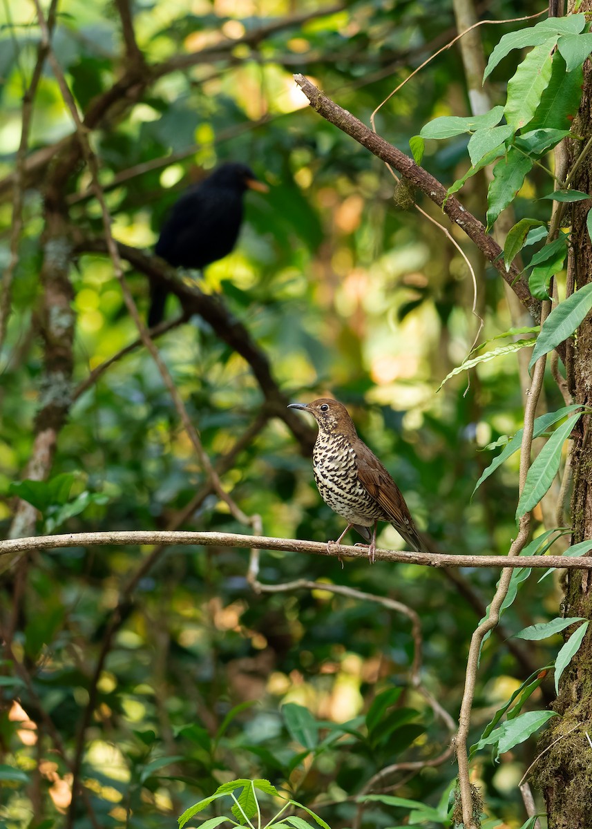 Himalayan Thrush - ML620786983