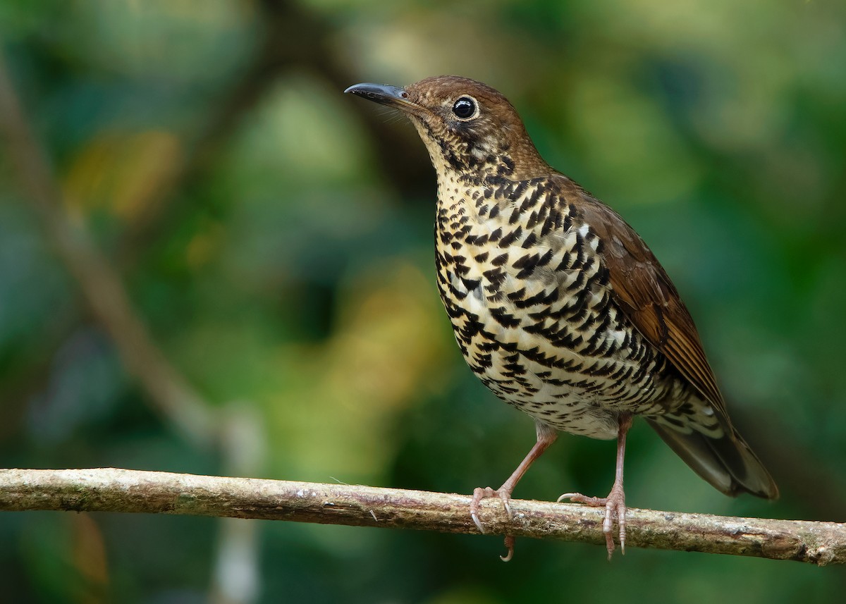 Himalayan Thrush - ML620786985