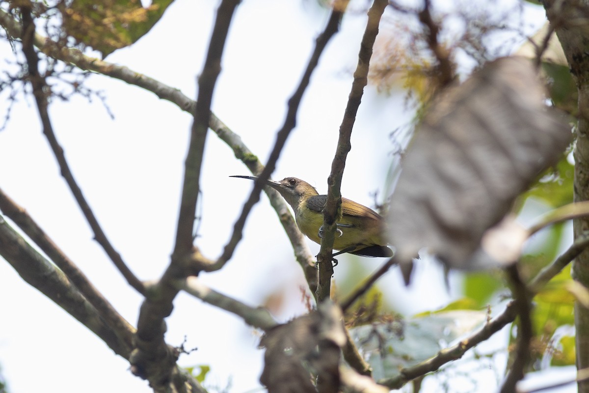 Little Spiderhunter - ML620786994