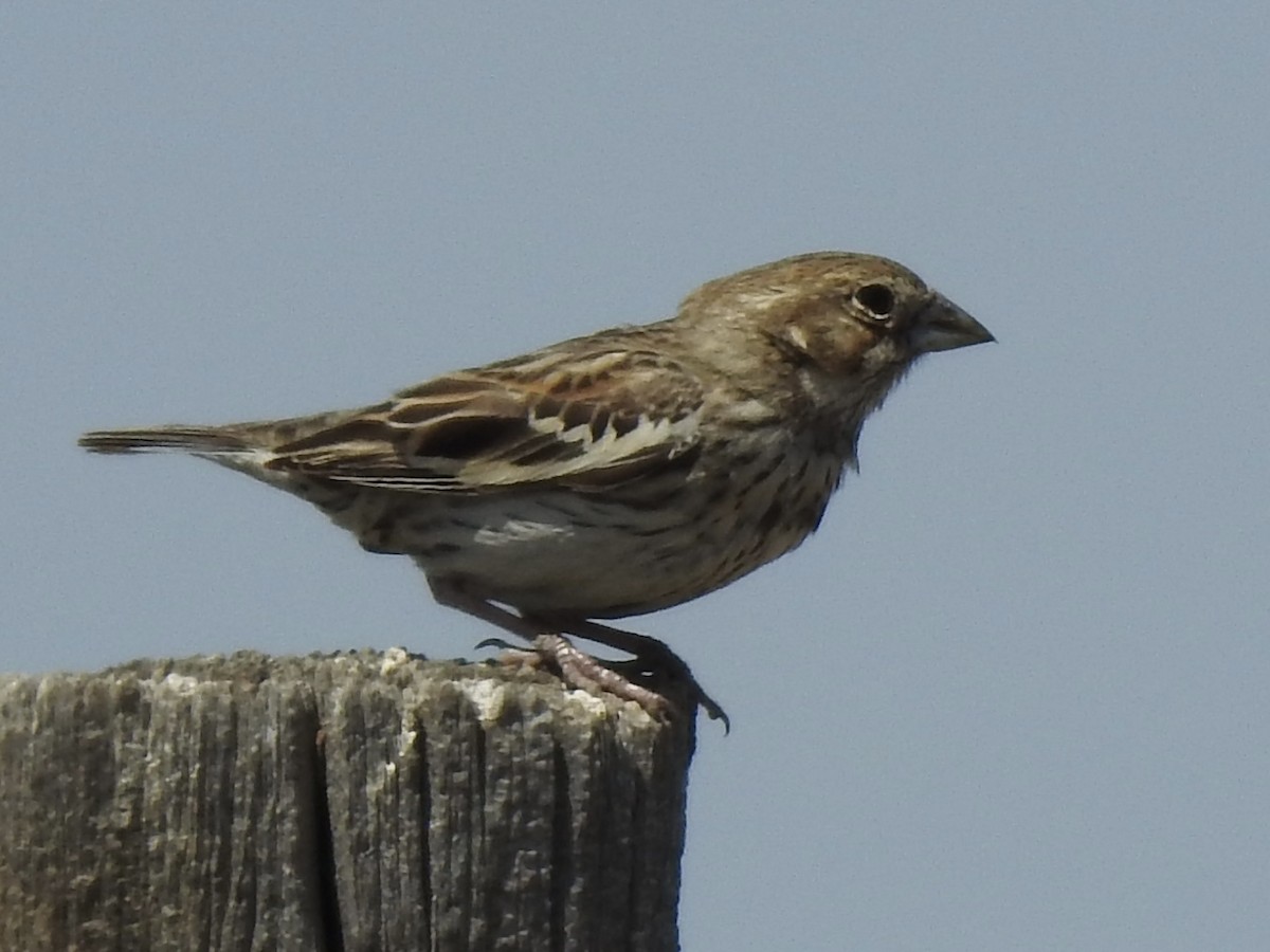 Lark Bunting - ML620787005