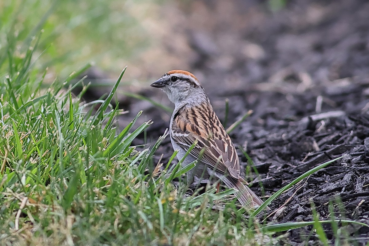 Chipping Sparrow - ML620787007