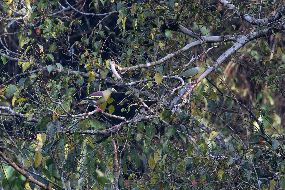 Thick-billed Green-Pigeon - ML620787012