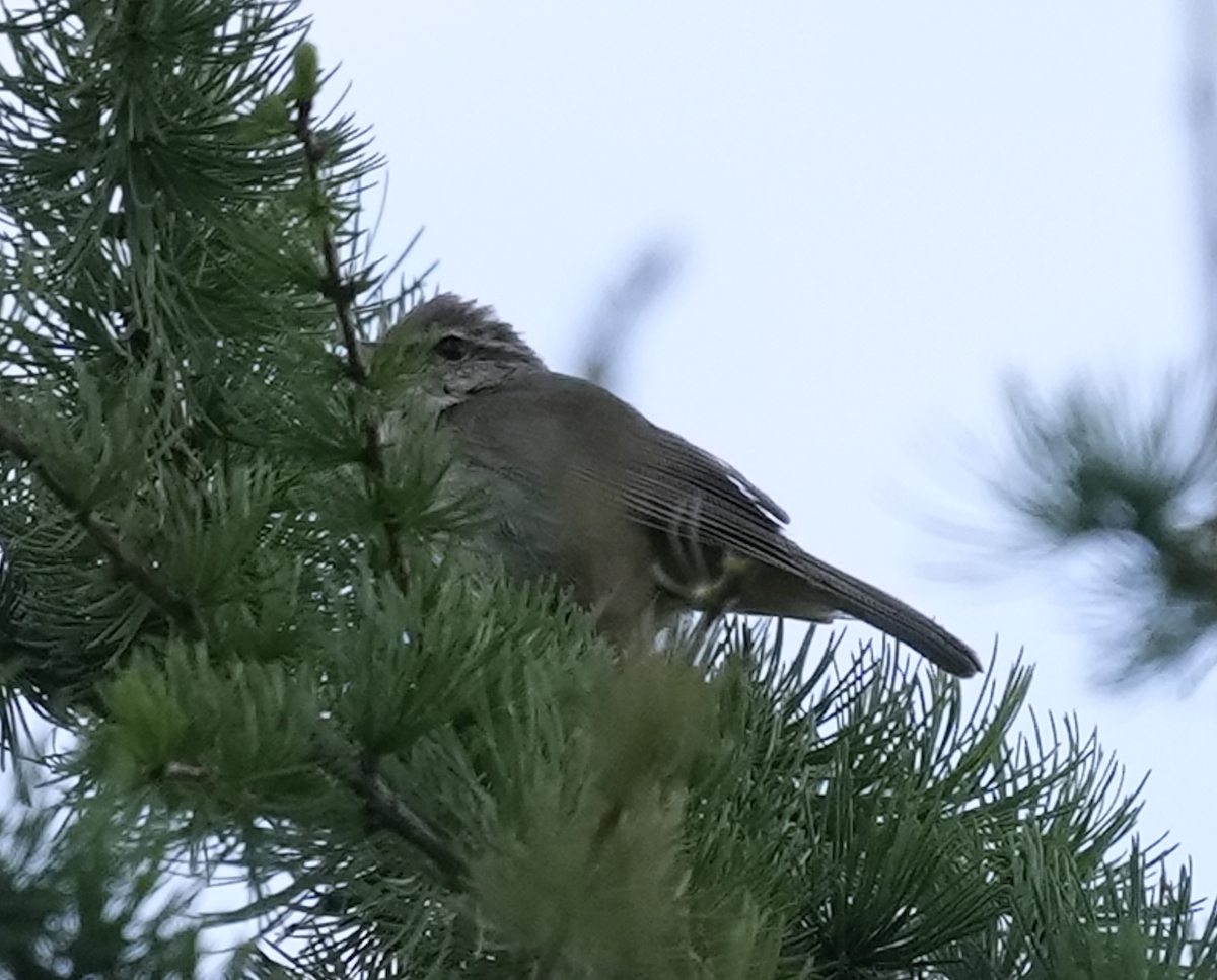 Yellow-streaked Warbler - ML620787014