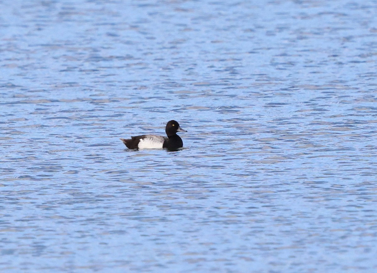 Lesser Scaup - ML620787015