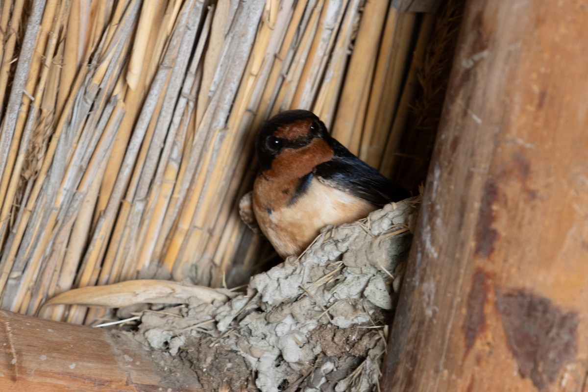 Barn Swallow - ML620787016