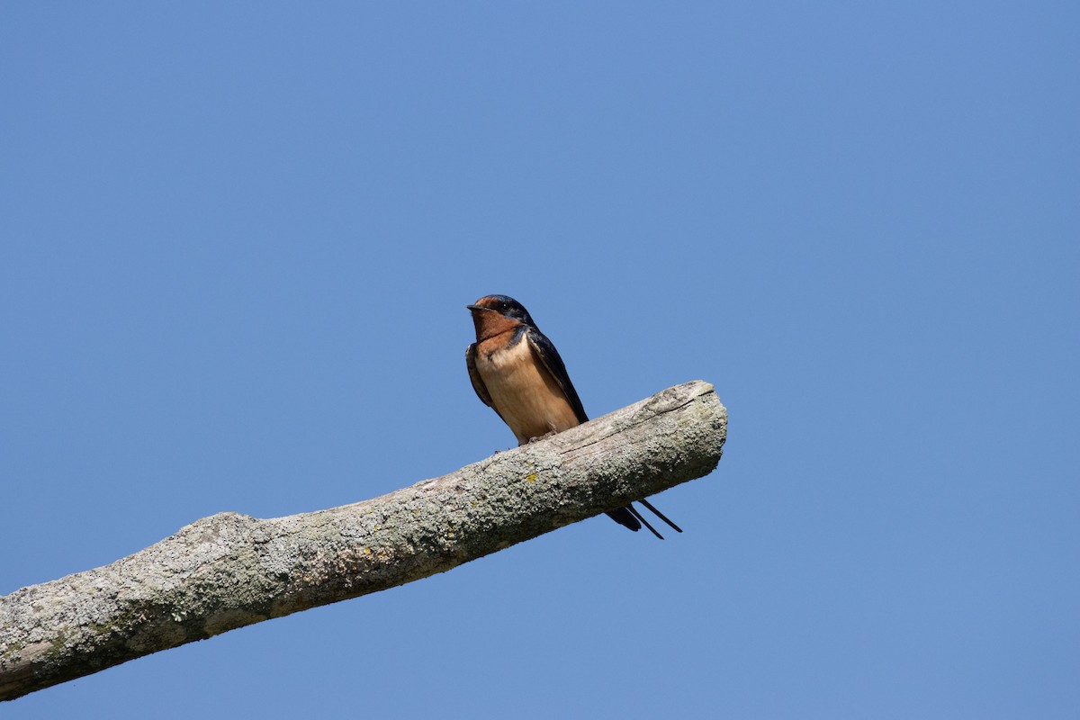 Barn Swallow - ML620787018