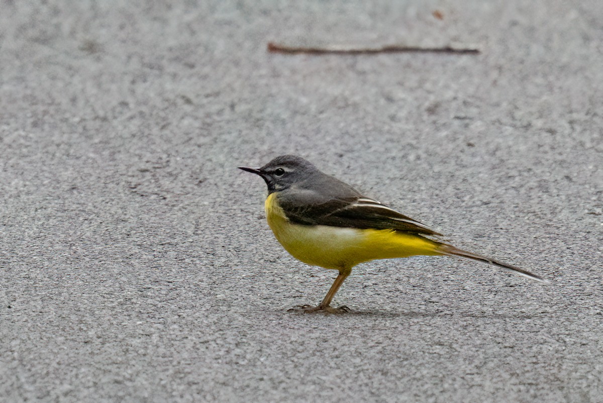 Gray Wagtail - ML620787019