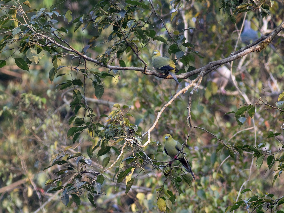 Pin-tailed Green-Pigeon - ML620787020