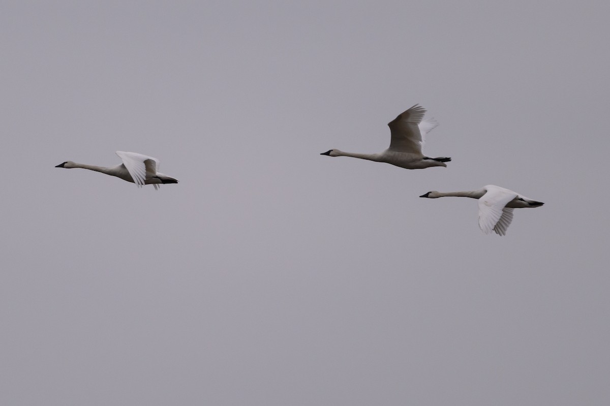 Tundra Swan - ML620787022