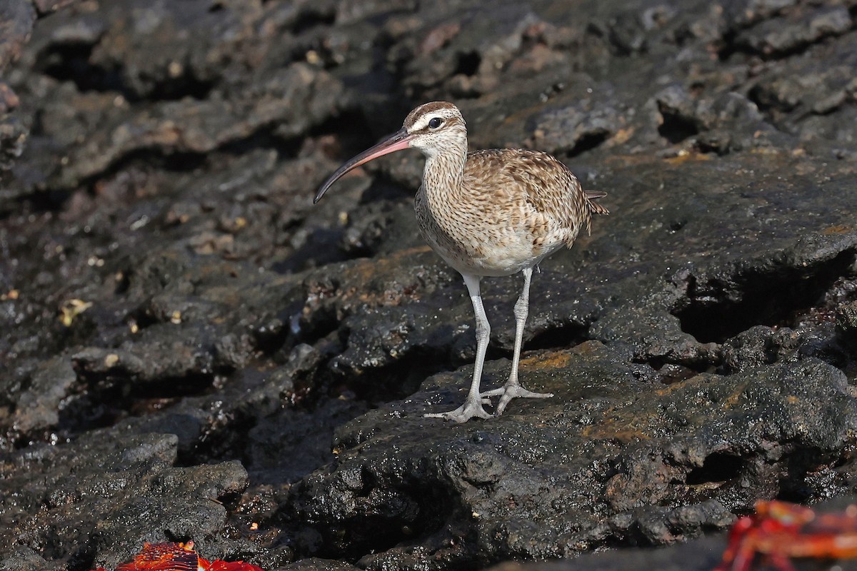 Whimbrel (Hudsonian) - ML620787025