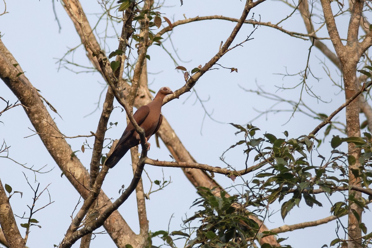 Pale-capped Pigeon - ML620787028