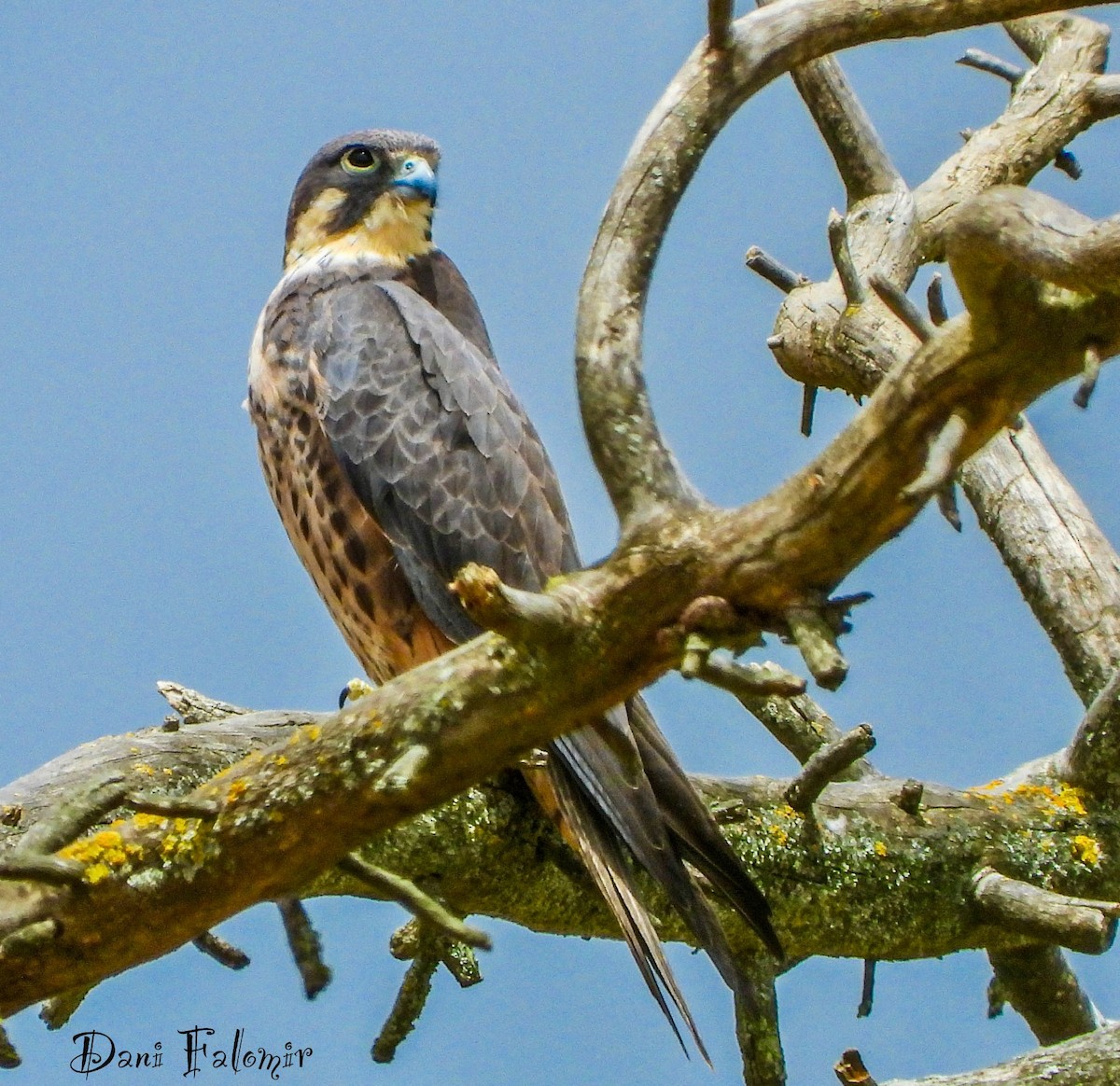 Eleonora's Falcon - ML620787031