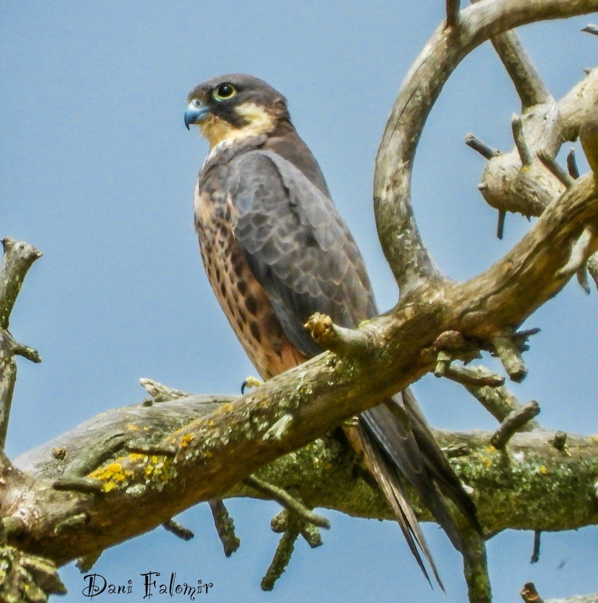 Eleonora's Falcon - ML620787032