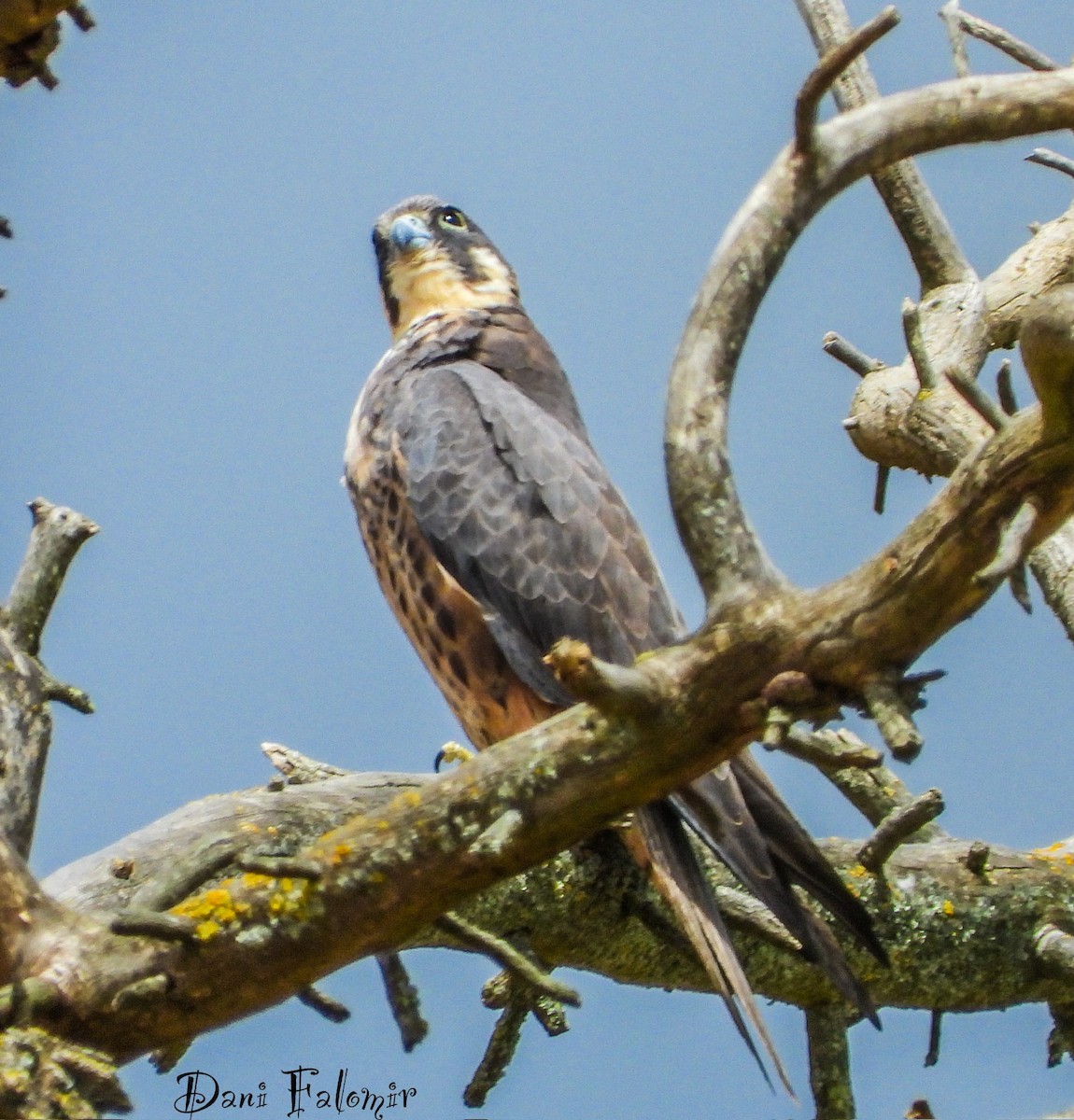 Eleonora's Falcon - ML620787033