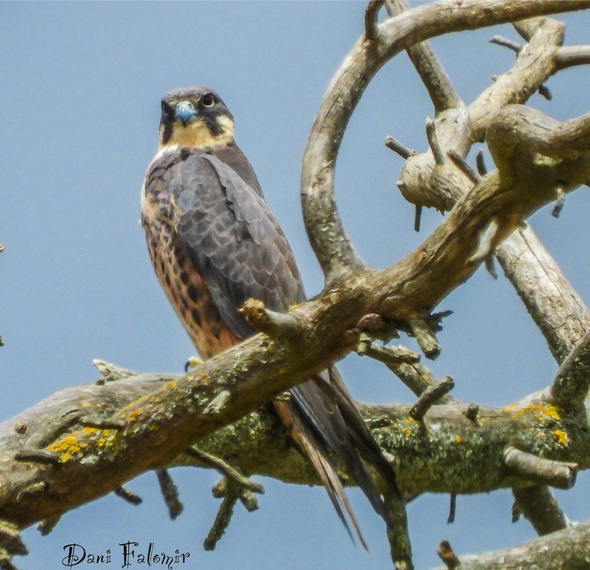 Eleonora's Falcon - ML620787034