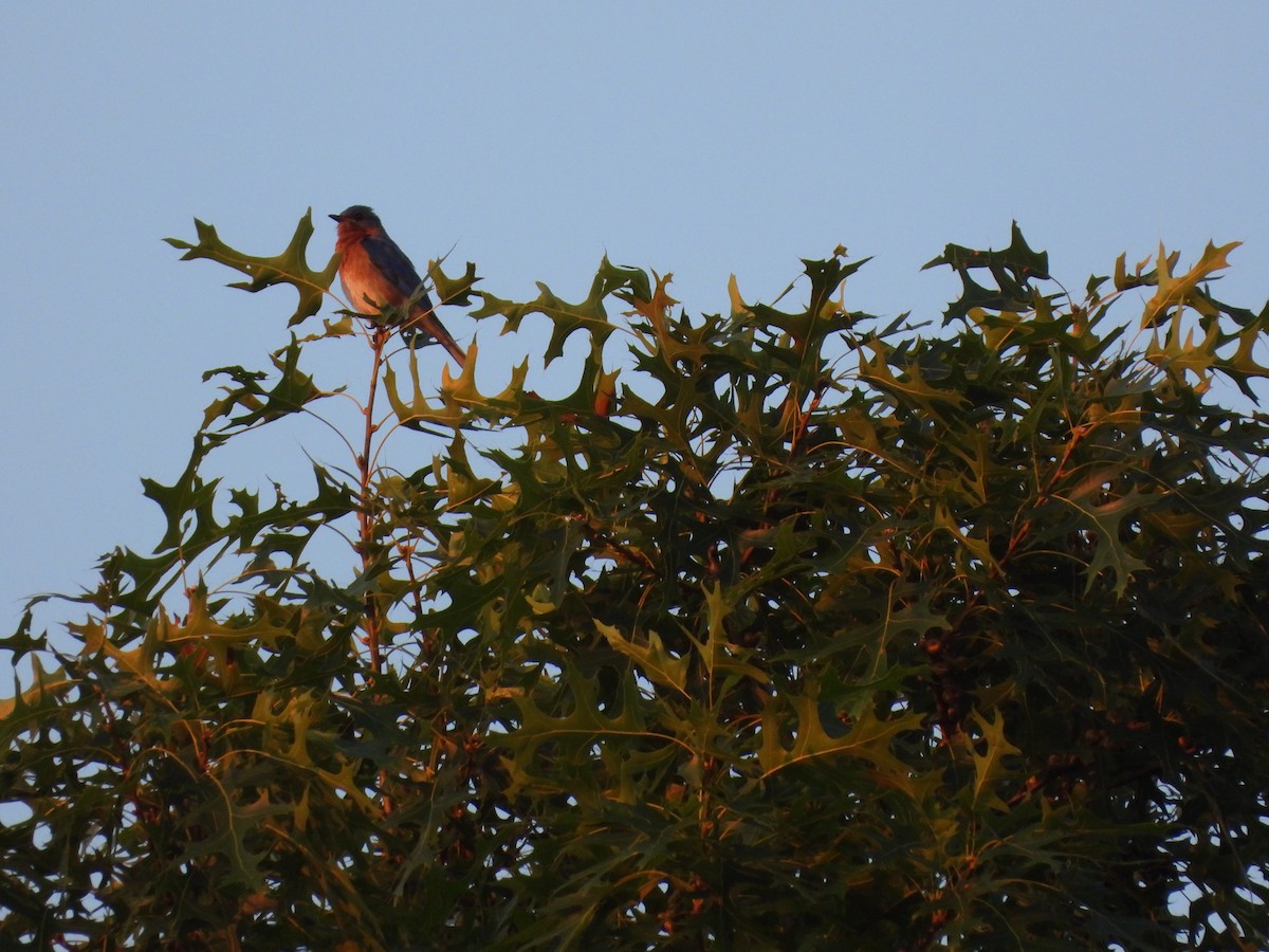 Eastern Bluebird - ML620787035