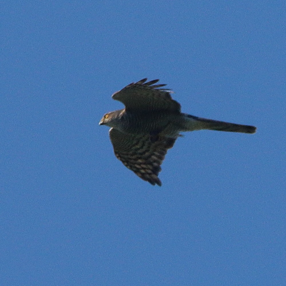 Eurasian Sparrowhawk - ML620787036