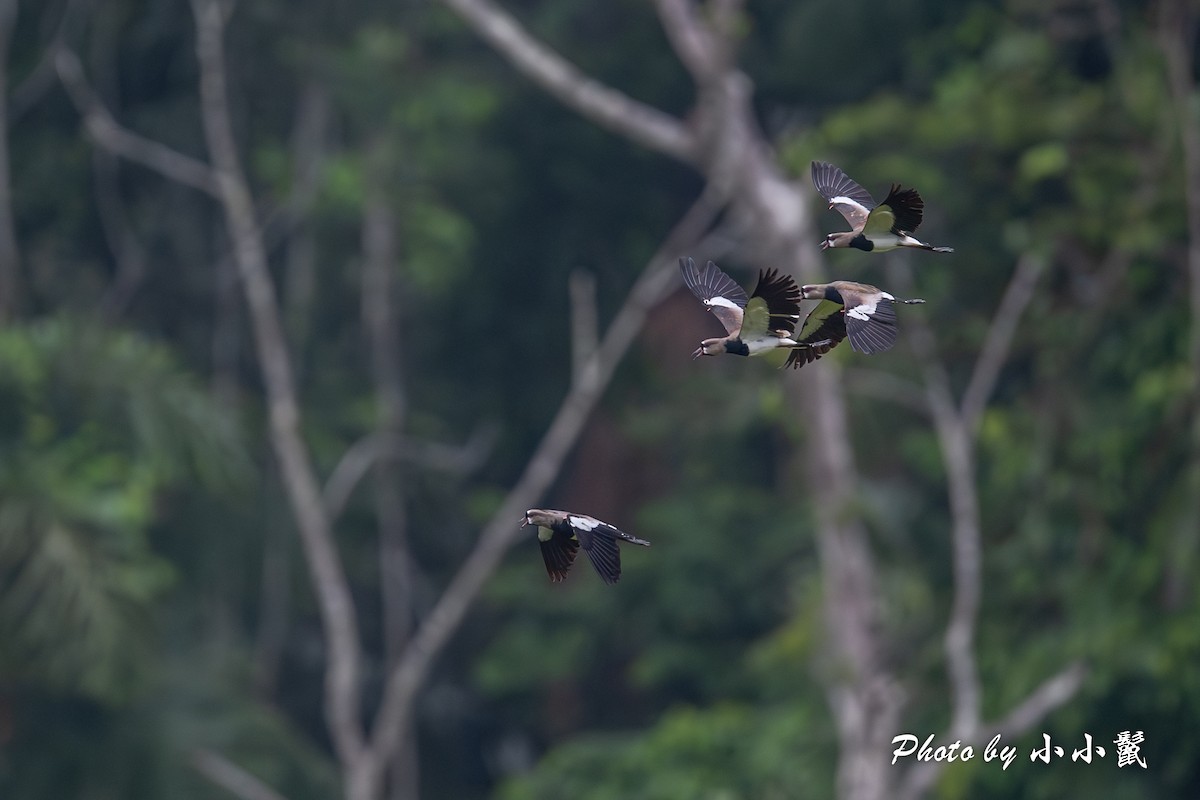 Southern Lapwing (cayennensis) - ML620787060