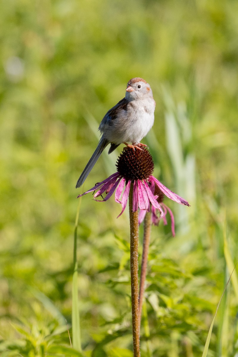 Field Sparrow - ML620787065