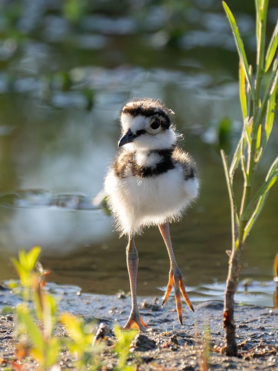 Killdeer - ML620787066