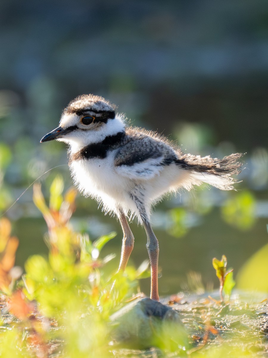 Killdeer - ML620787067