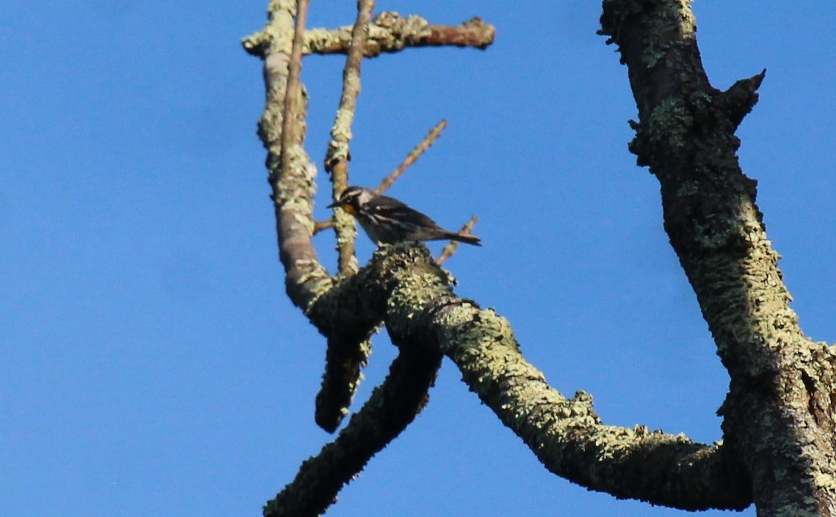 Yellow-throated Warbler - Bradley White