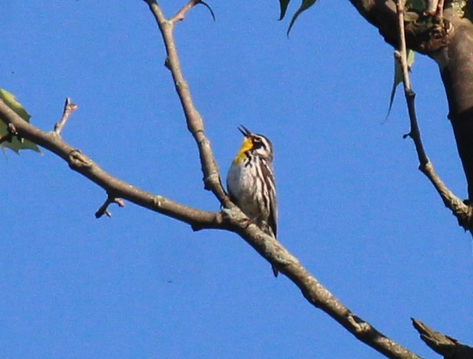Yellow-throated Warbler - ML620787072