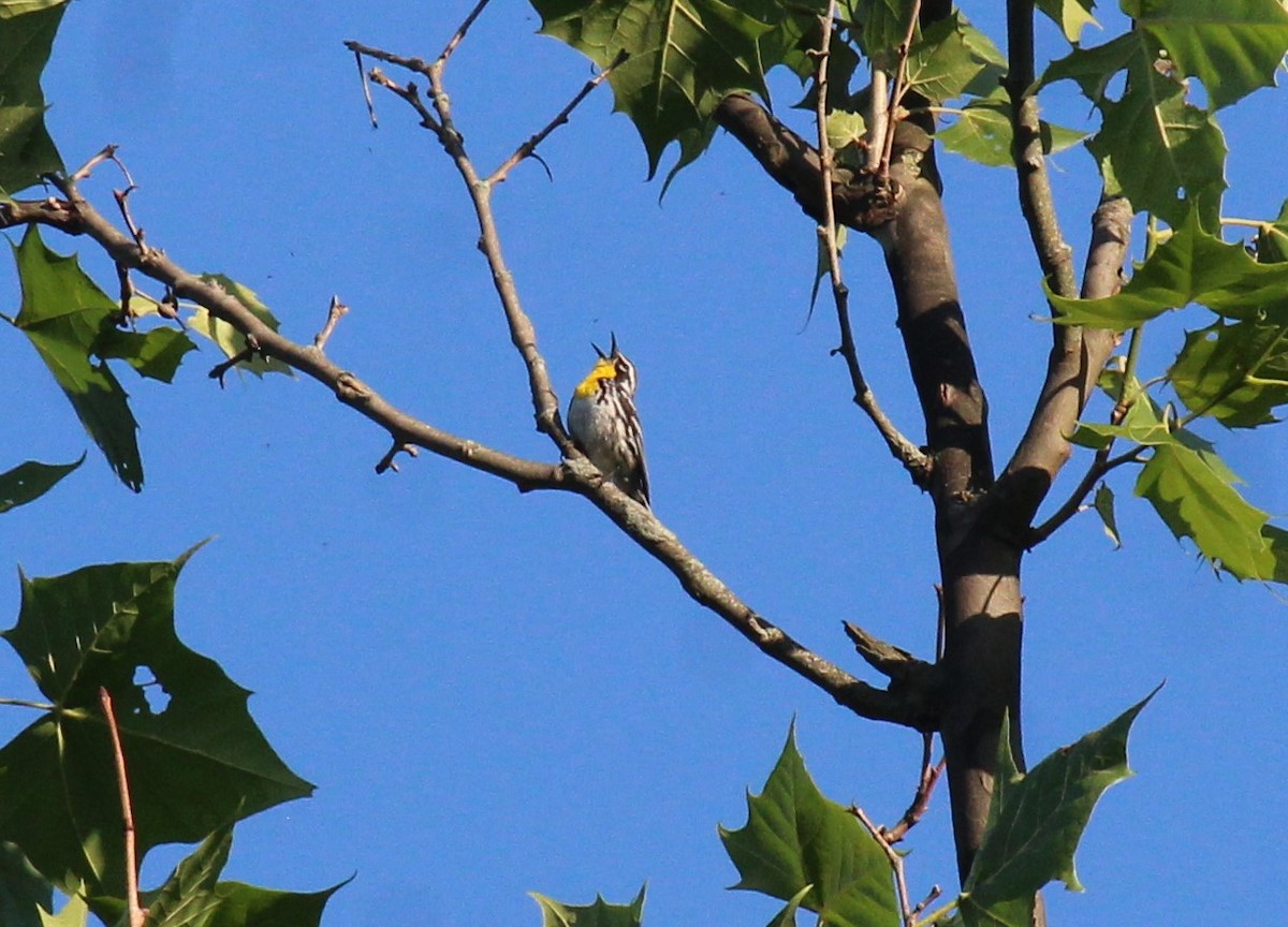 Yellow-throated Warbler - ML620787073