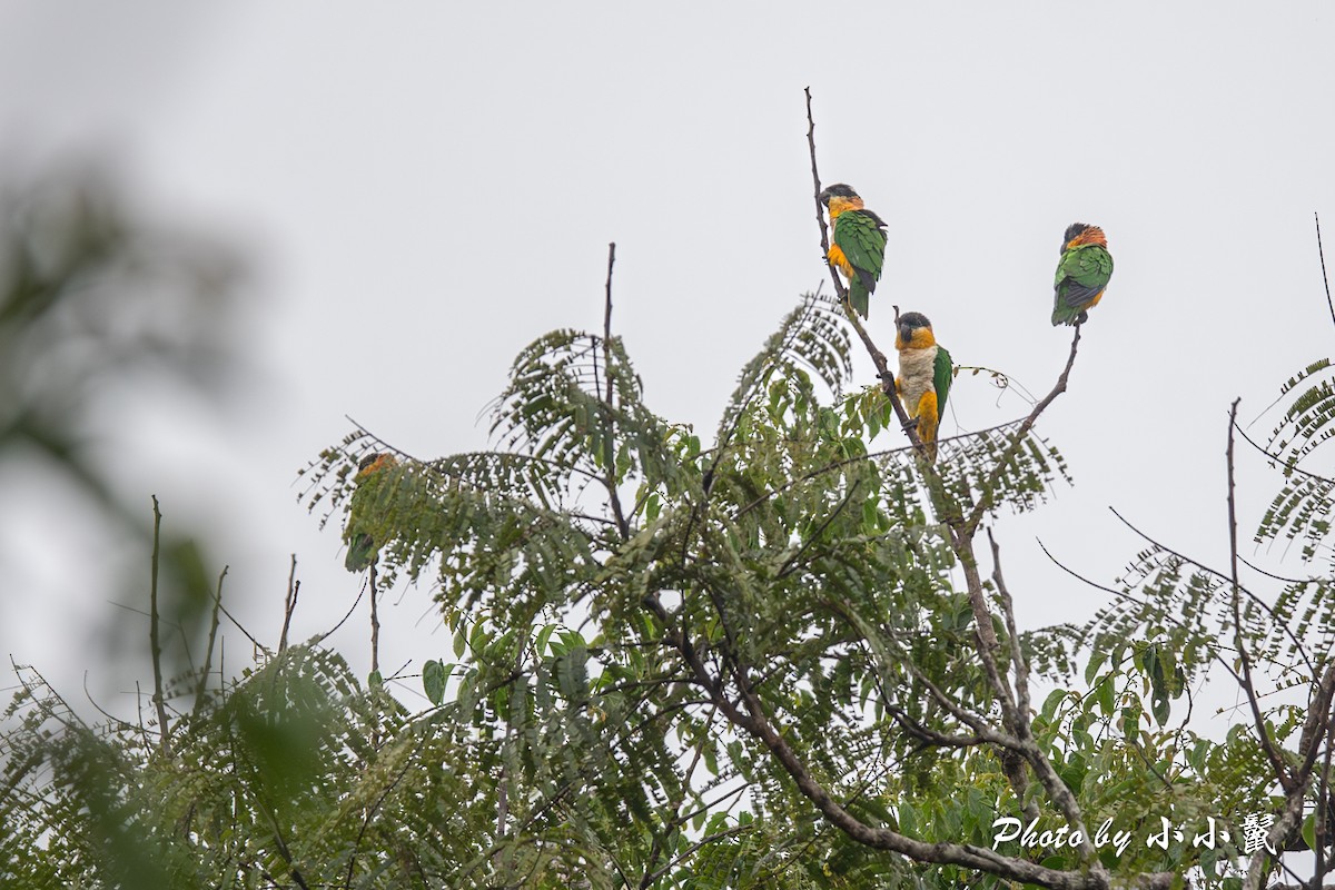 Black-headed Parrot - Hanyang Ye