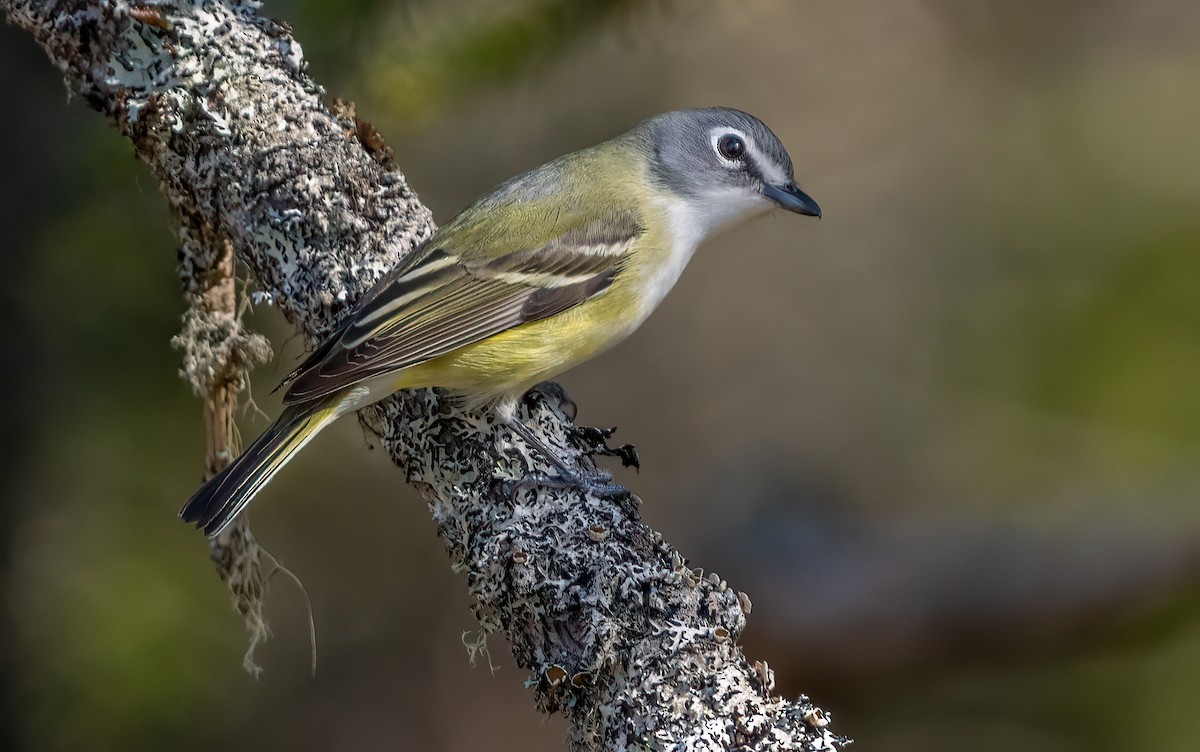 Blue-headed Vireo - ML620787077