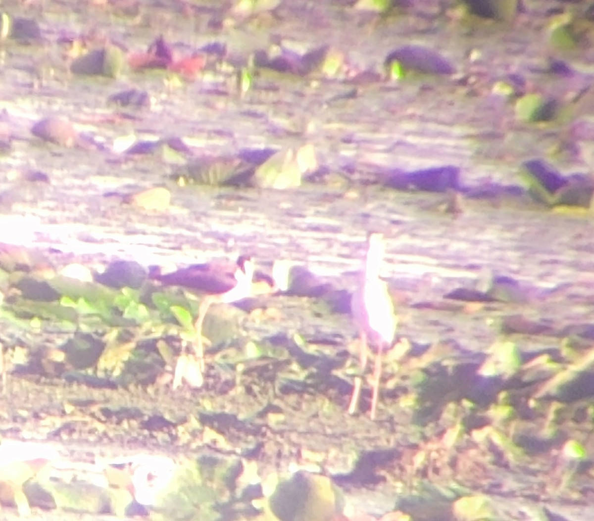 Black-necked Stilt - ML620787080