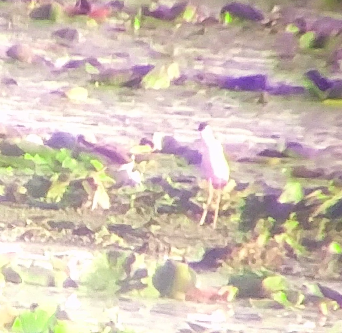 Black-necked Stilt - ML620787081