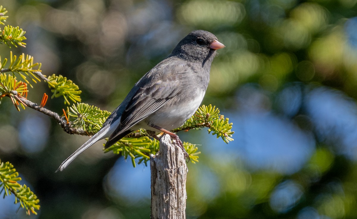 Junco ardoisé (hyemalis/carolinensis) - ML620787082