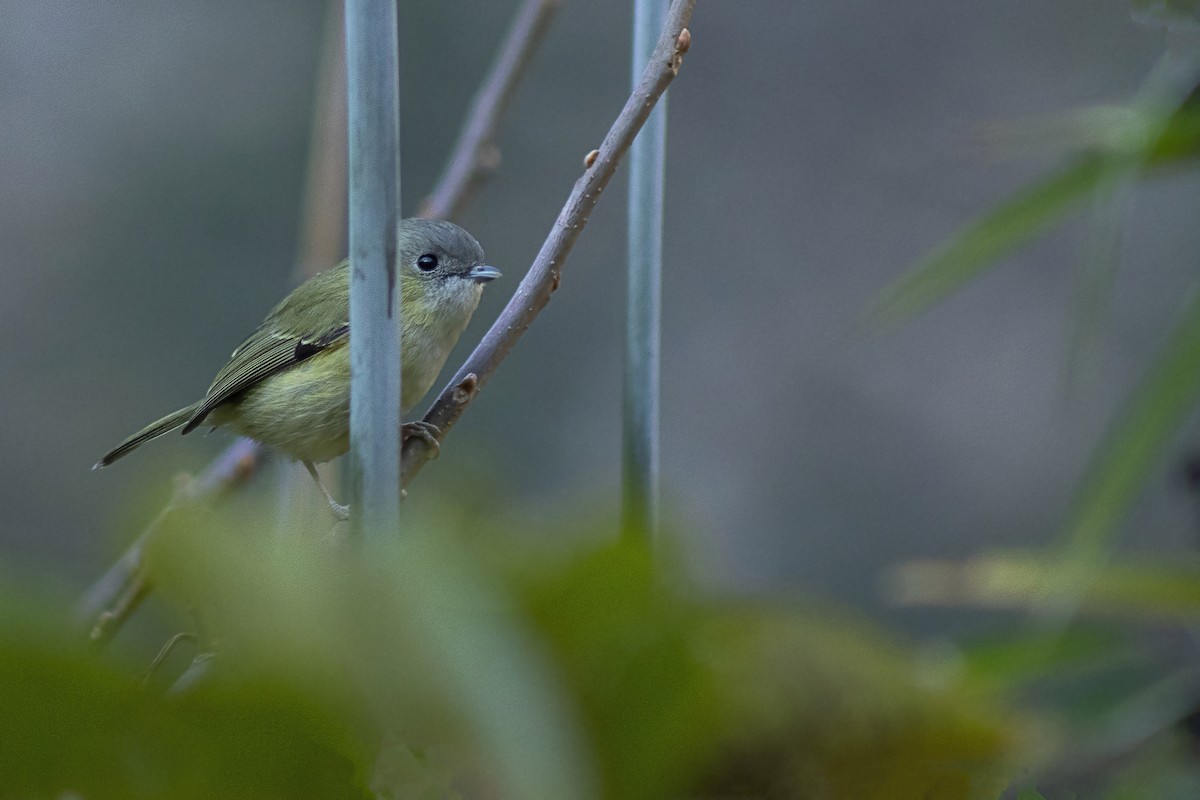 Vireo Alcaudón Verde - ML620787086