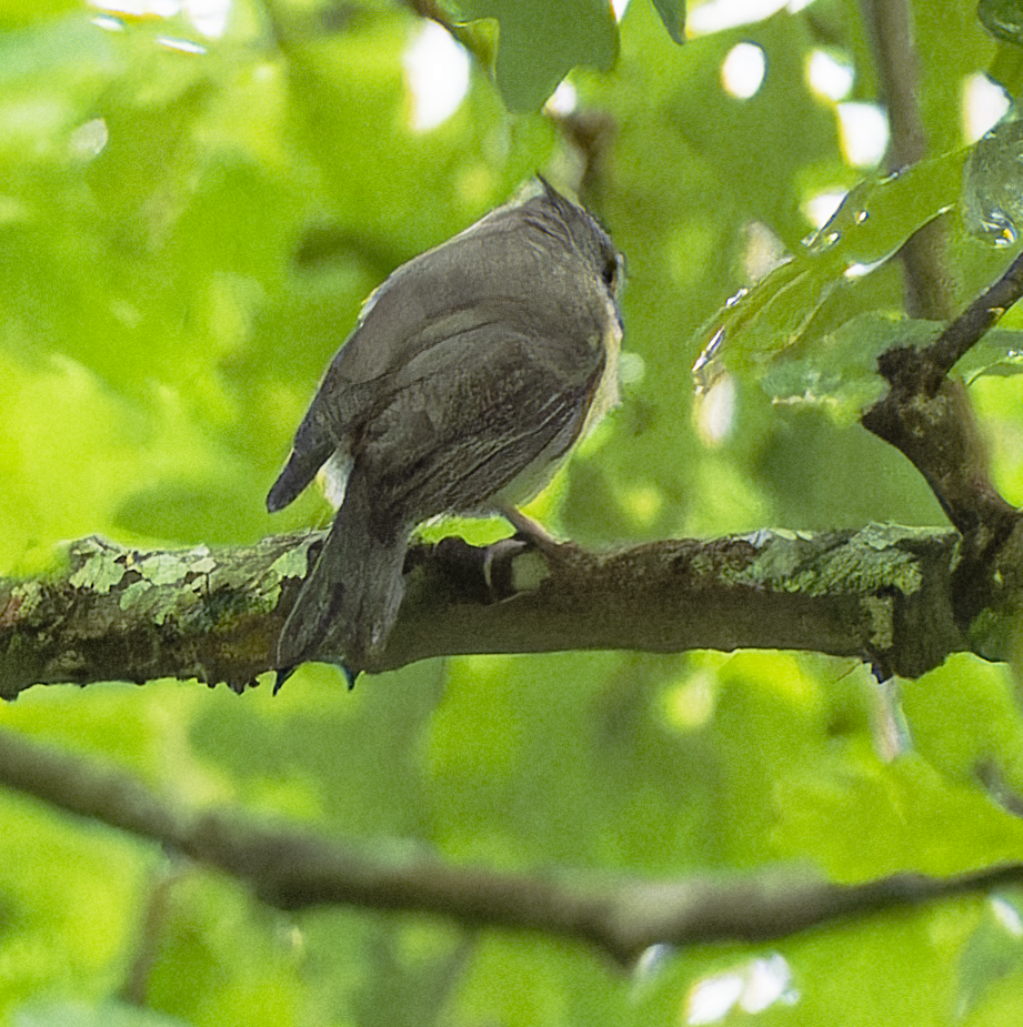 Tufted Titmouse - ML620787087