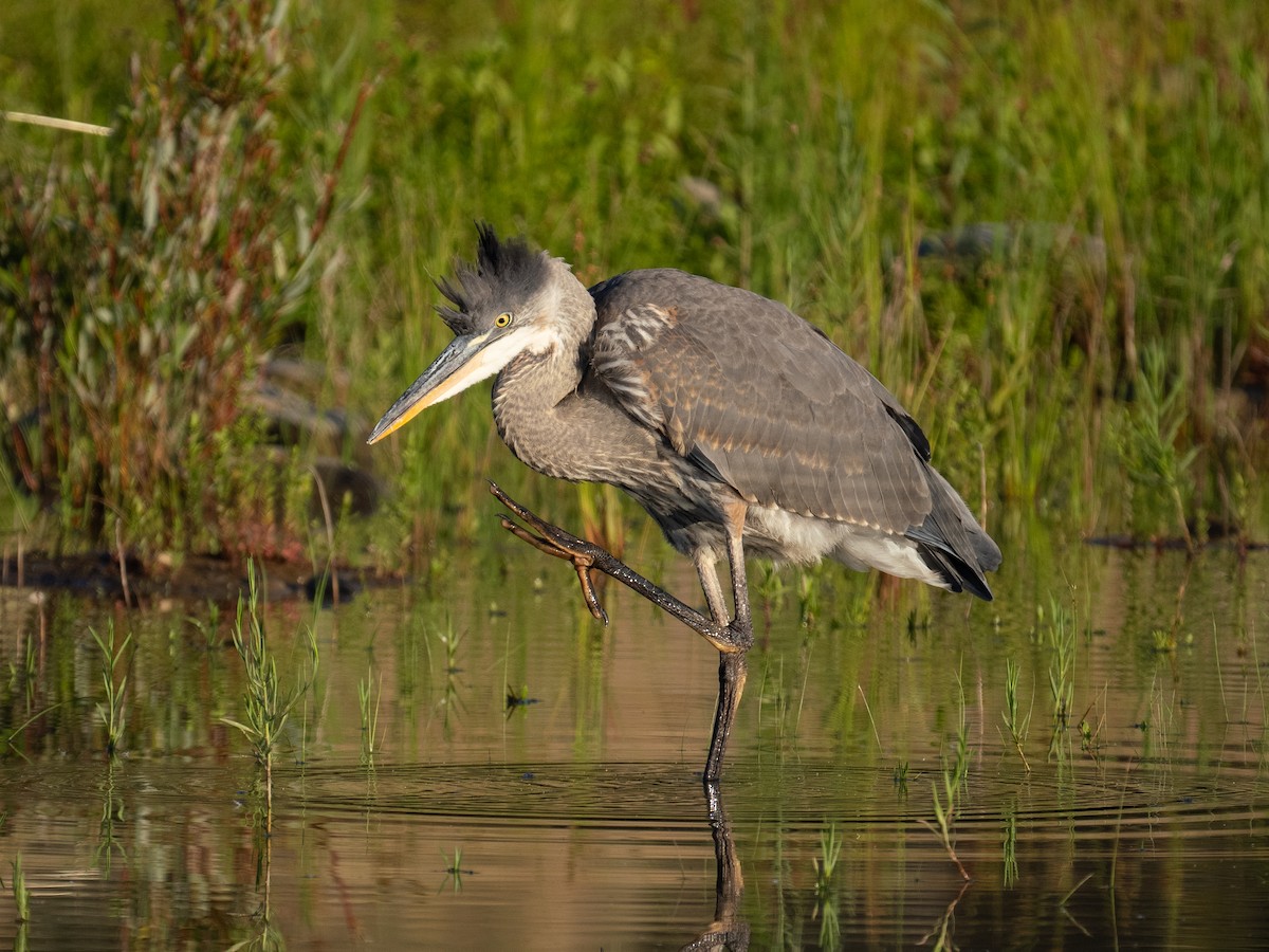 Great Blue Heron - Notta Birb