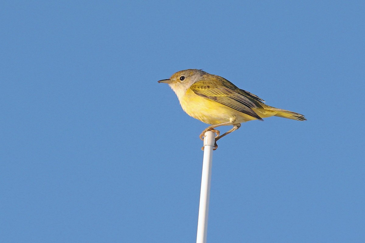 Yellow Warbler (Galapagos) - Michael O'Brien