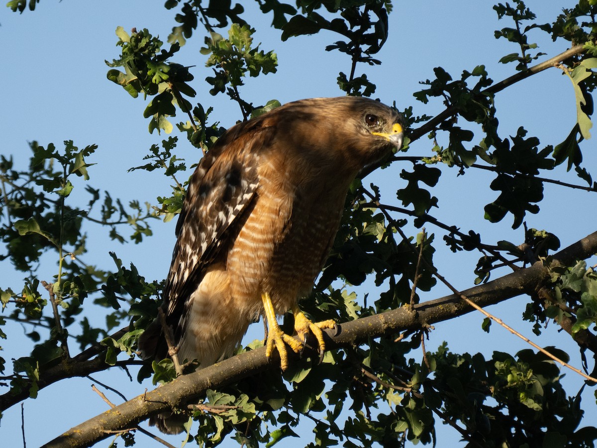 Red-shouldered Hawk - ML620787094