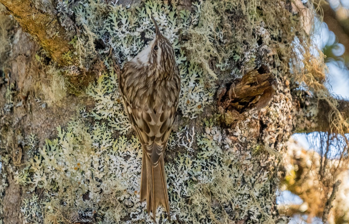 Brown Creeper - Jim Carroll