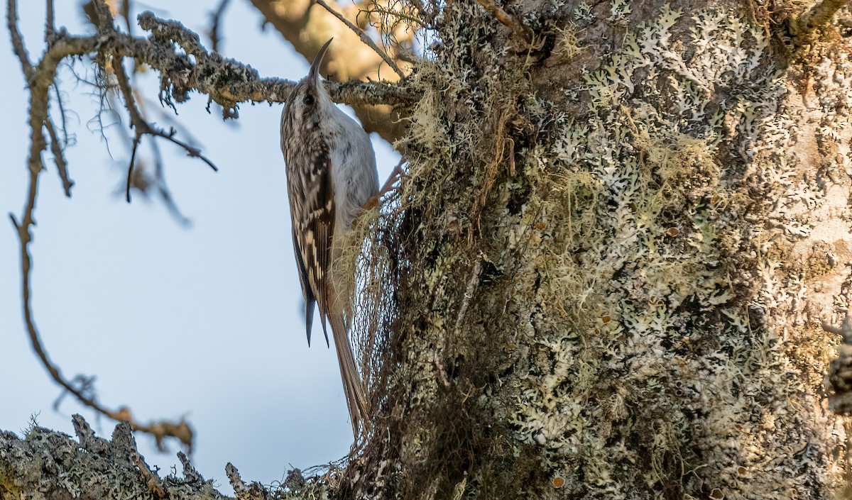 Brown Creeper - ML620787100