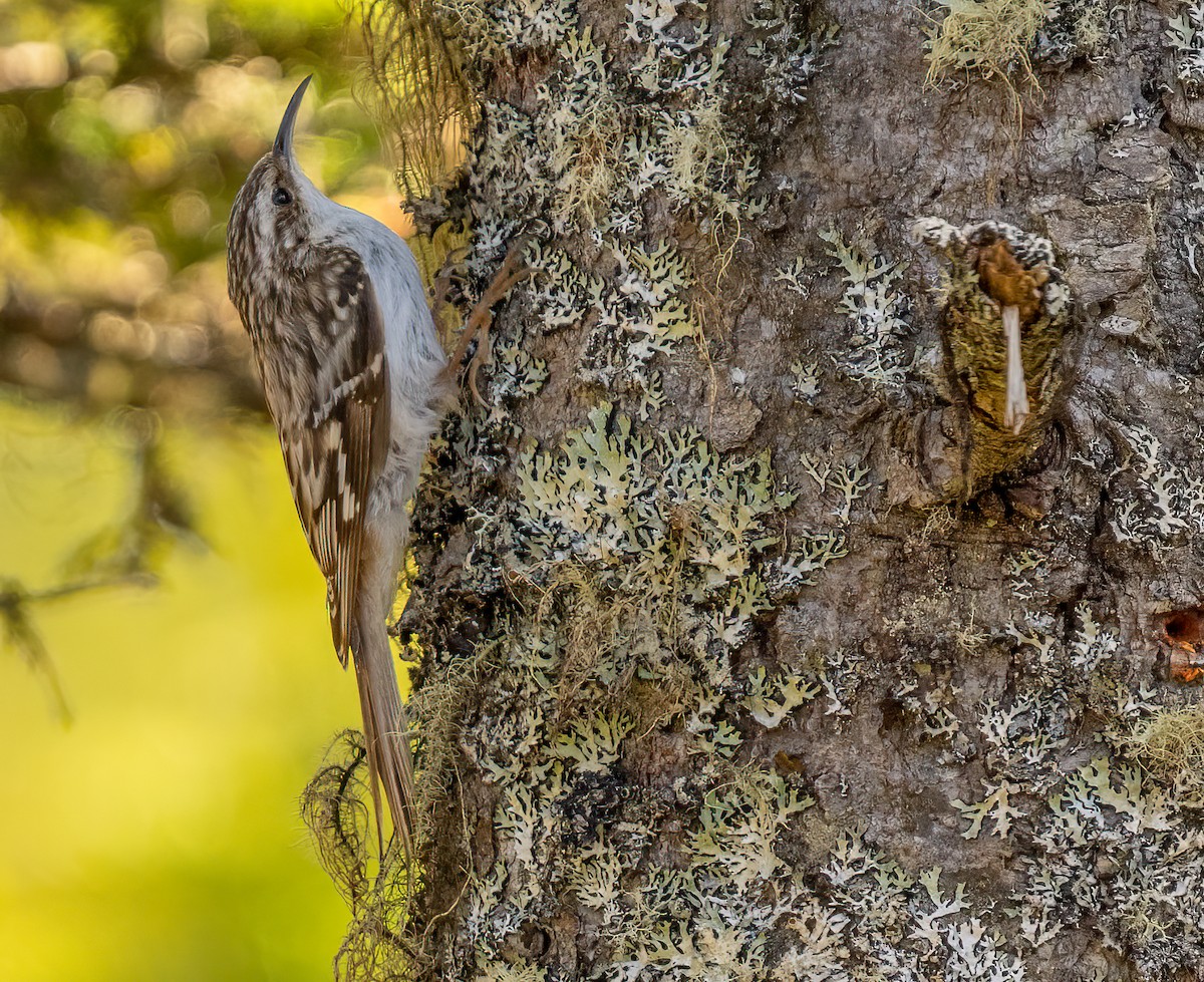 Brown Creeper - ML620787101